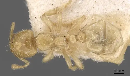 Tranopelta gilva - CASENT0913105