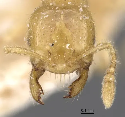 Tranopelta gilva - CASENT0913105