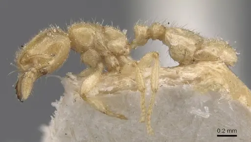 Tranopelta gilva - CASENT0913105