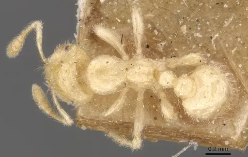 Tranopelta gilva - CASENT0913106