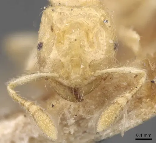 Tranopelta gilva - CASENT0913106