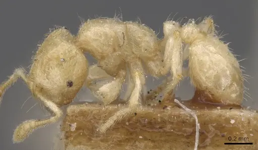 Tranopelta gilva - CASENT0913106