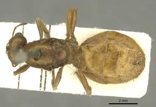 Tranopelta gilva - CASENT0916040