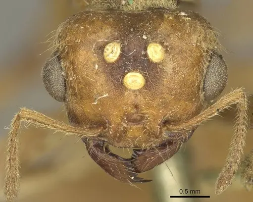 Tranopelta gilva - CASENT0916040