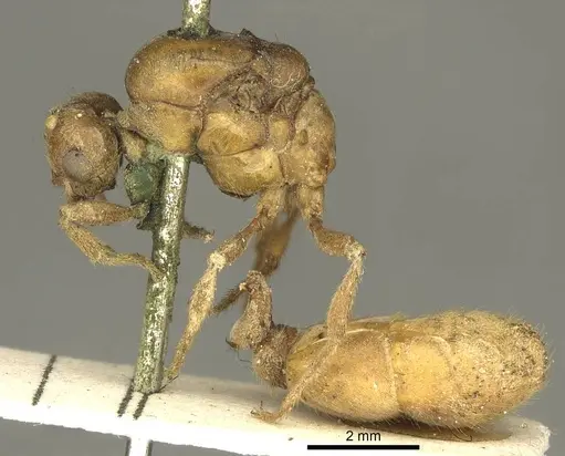 Tranopelta gilva - CASENT0916040