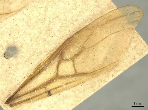 Tranopelta gilva - CASENT0916041