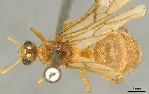 Tranopelta gilva - CASENT0916042