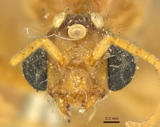 Tranopelta gilva - CASENT0916042