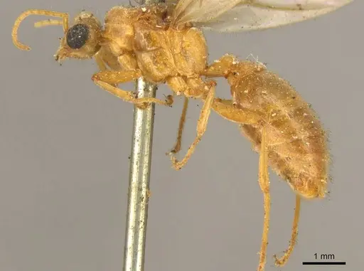 Tranopelta gilva - CASENT0916042