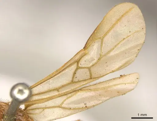 Tranopelta gilva - CASENT0916042