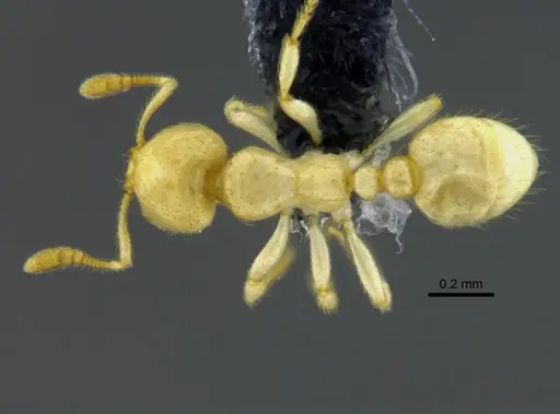 Tranopelta gilva - CBUMAGENT41927