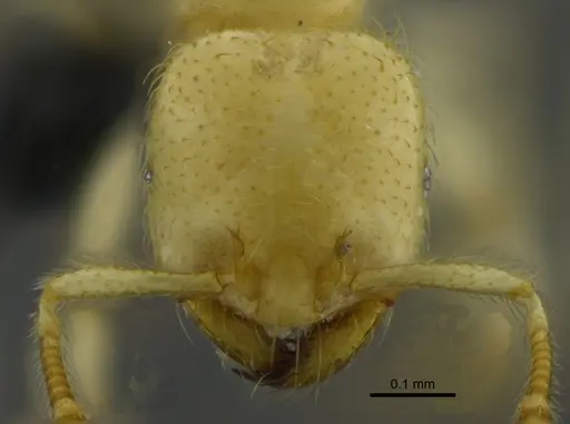 Tranopelta gilva - CBUMAGENT41927