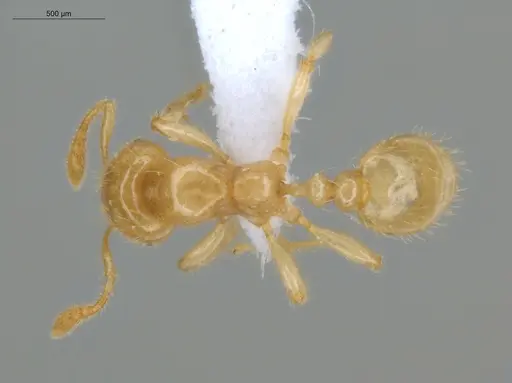 Tranopelta gilva - ECOFOG-IT14-0109-95