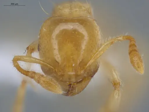 Tranopelta gilva - ECOFOG-IT14-0109-95