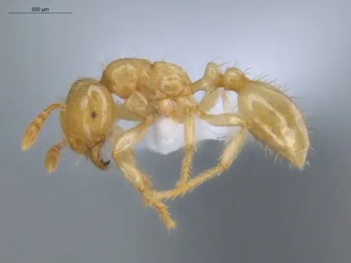 Tranopelta gilva - ECOFOG-IT14-0109-95