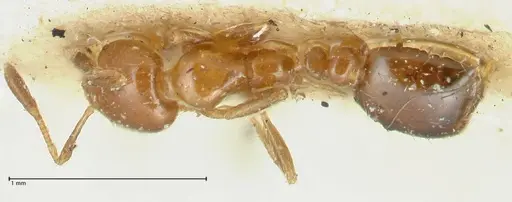 Tranopelta gilva - FOCOL1883