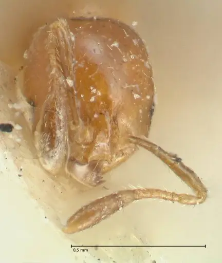 Tranopelta gilva - FOCOL1883