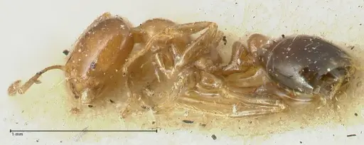 Tranopelta gilva - FOCOL1883