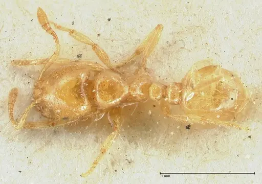 Tranopelta gilva - FOCOL1884