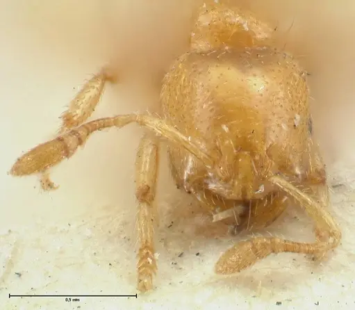 Tranopelta gilva - FOCOL1884