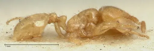 Tranopelta gilva - FOCOL1884