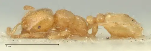 Tranopelta gilva - FOCOL1884