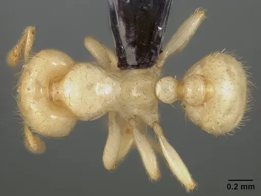 Tranopelta gilva - USNMENT00445763