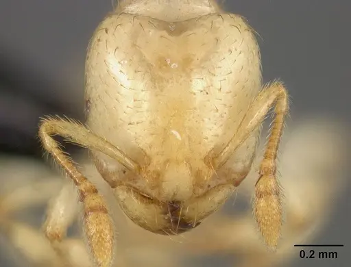 Tranopelta gilva - USNMENT00445763