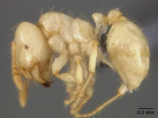 Tranopelta gilva - USNMENT00445763