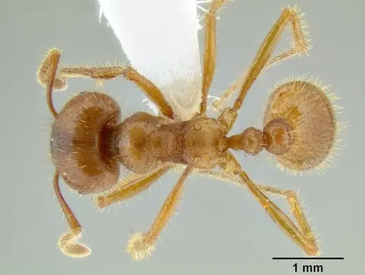 Tranopelta subterranea specimen