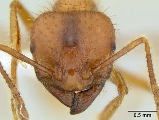 Tranopelta subterranea specimen