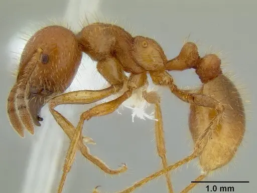 Tranopelta subterranea specimen