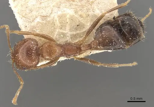 Trichomyrmex aberrans specimen