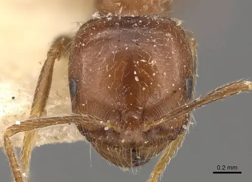 Trichomyrmex aberrans specimen