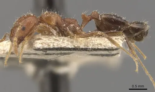 Trichomyrmex aberrans specimen