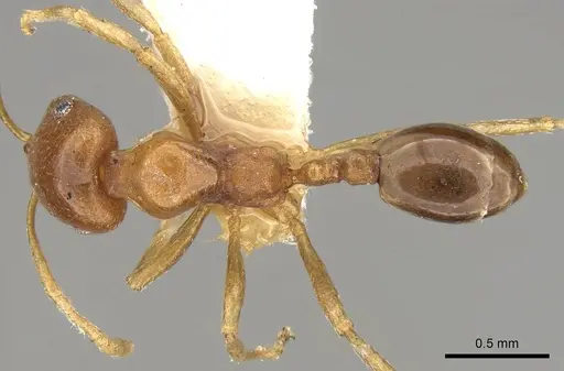 Trichomyrmex aberrans - CASENT0914156
