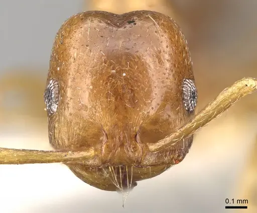 Trichomyrmex aberrans - CASENT0914156