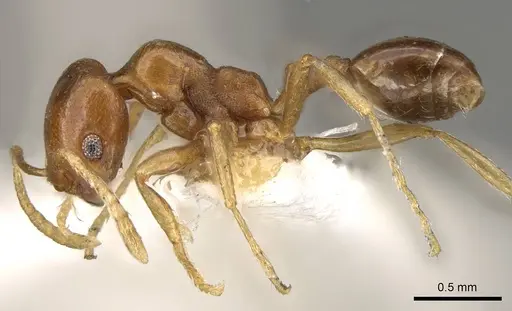 Trichomyrmex aberrans - CASENT0914156