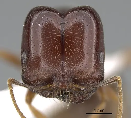 Trichomyrmex abyssinicus specimen