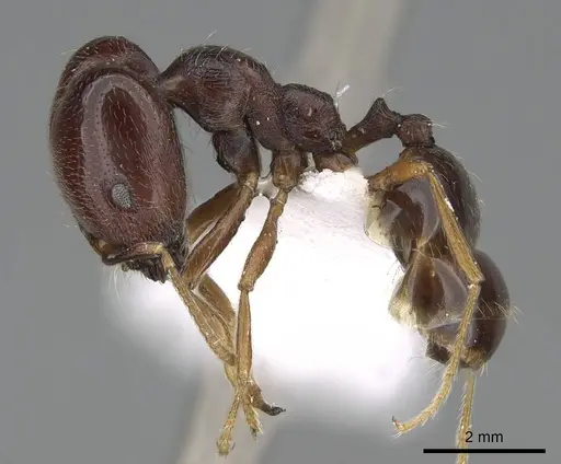 Trichomyrmex abyssinicus specimen