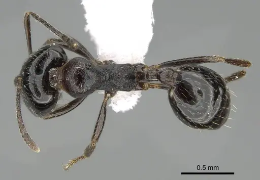 Trichomyrmex almosayari specimen