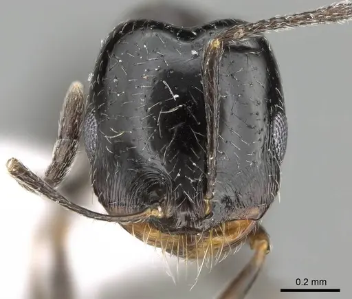 Trichomyrmex almosayari specimen