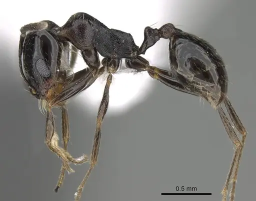 Trichomyrmex almosayari specimen