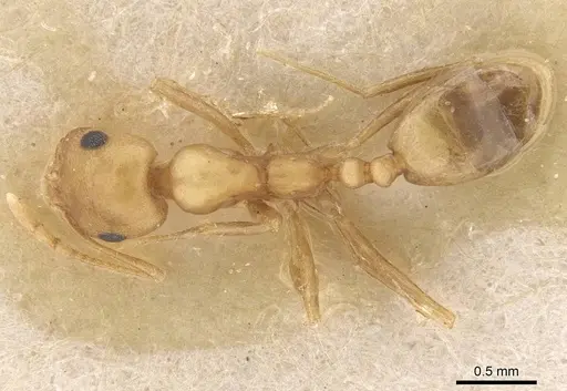 Trichomyrmex dilatatum specimen