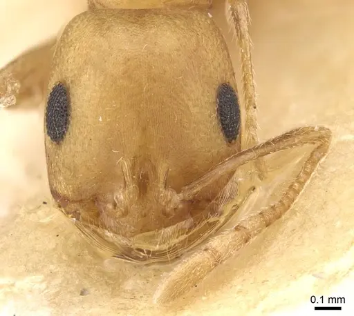 Trichomyrmex dilatatum specimen