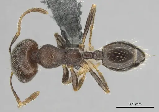 Trichomyrmex emeryi specimen
