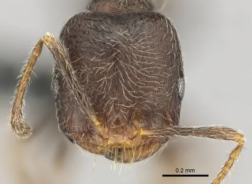 Trichomyrmex emeryi specimen