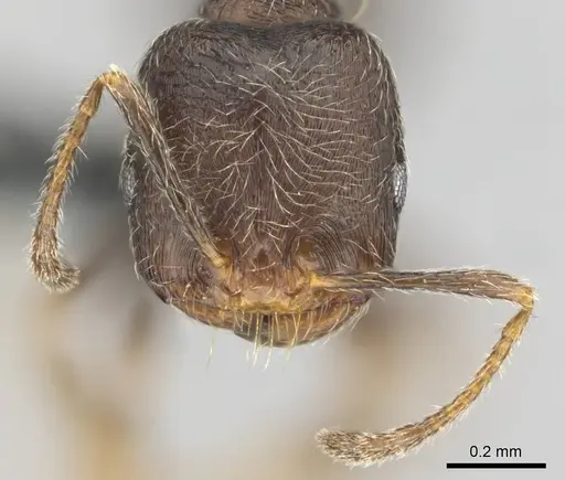 Trichomyrmex emeryi specimen