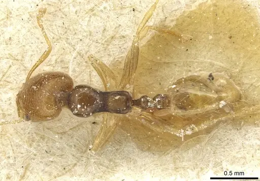 Trichomyrmex epinotalis specimen