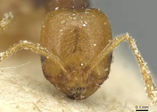 Trichomyrmex epinotalis specimen